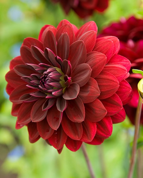 Dahlia Arabian Night